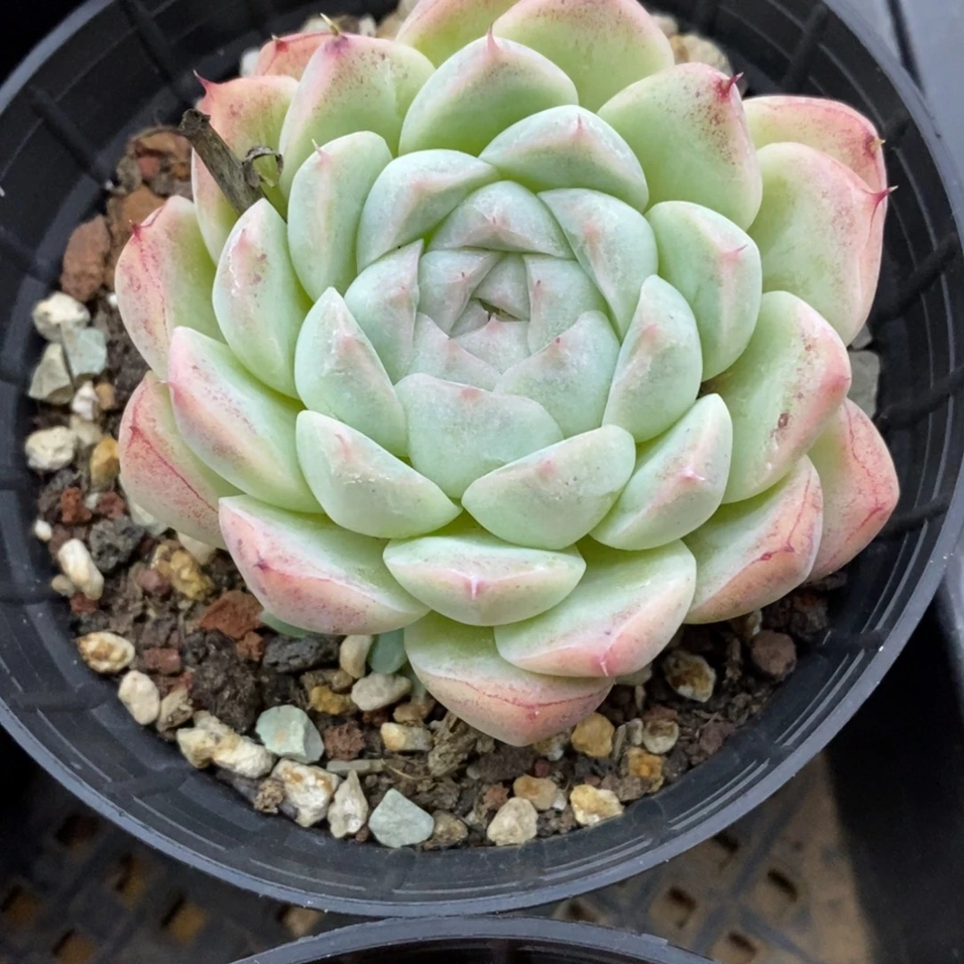 精品多肉一物一拍不包整30