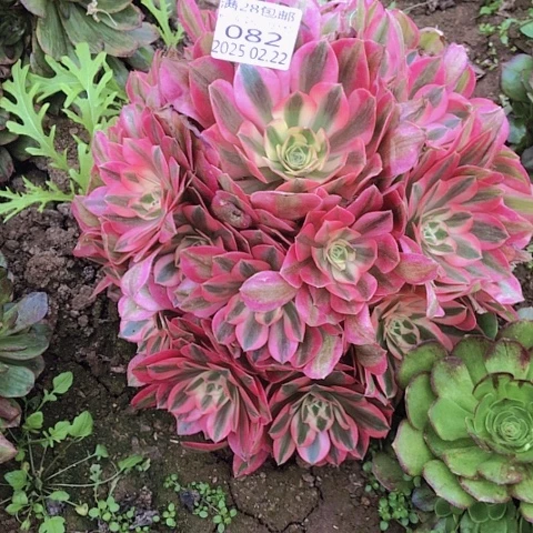 杯*22-82女巫多肉植物