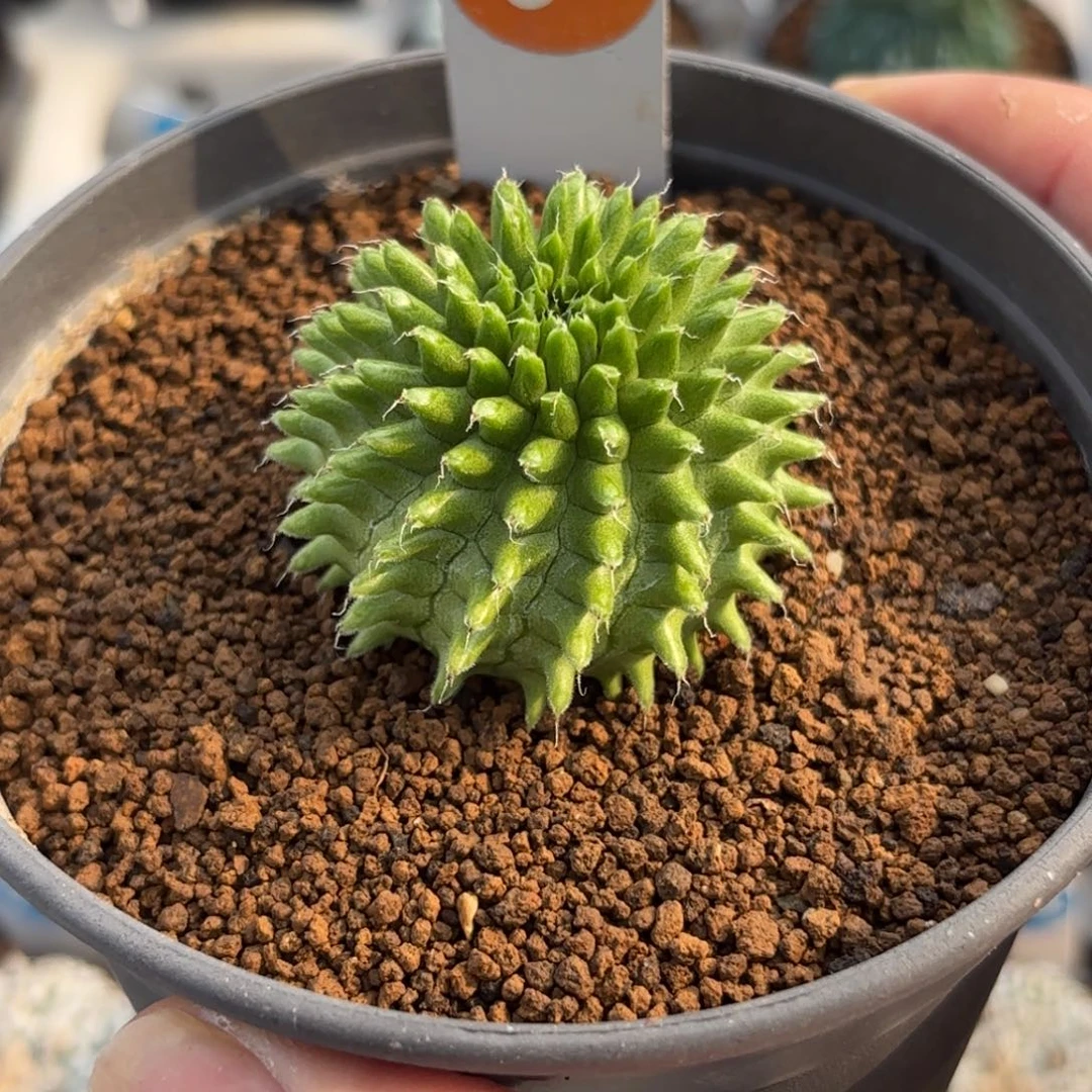 82实生海胆大戟带盆带土发货