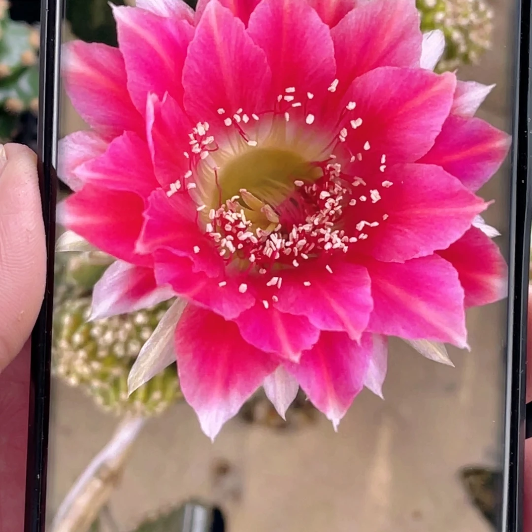 丽花 阿尔特纳侧芽 歪 满20包邮4公分