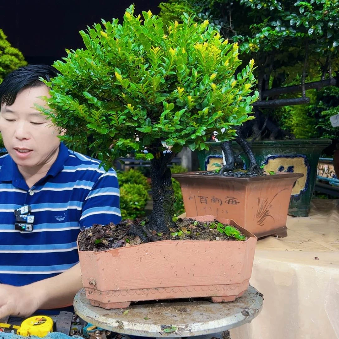 当前无花朵，栽培后可花朵8**8