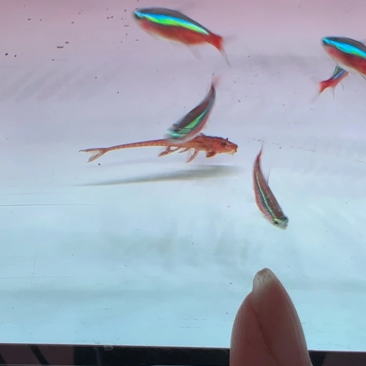 工具鱼红蜻蜓直升机2