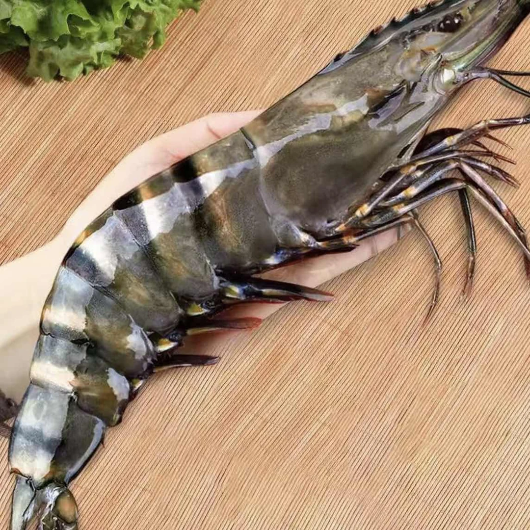 野生大鬼虾 顺丰冷链厦门发货