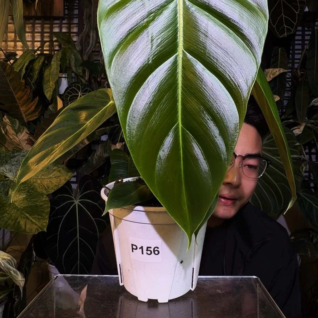 完全开放P156pe蔓绿绒