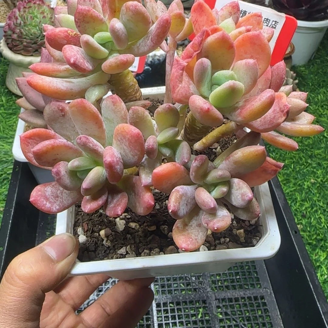 解忧植物多肉编号7