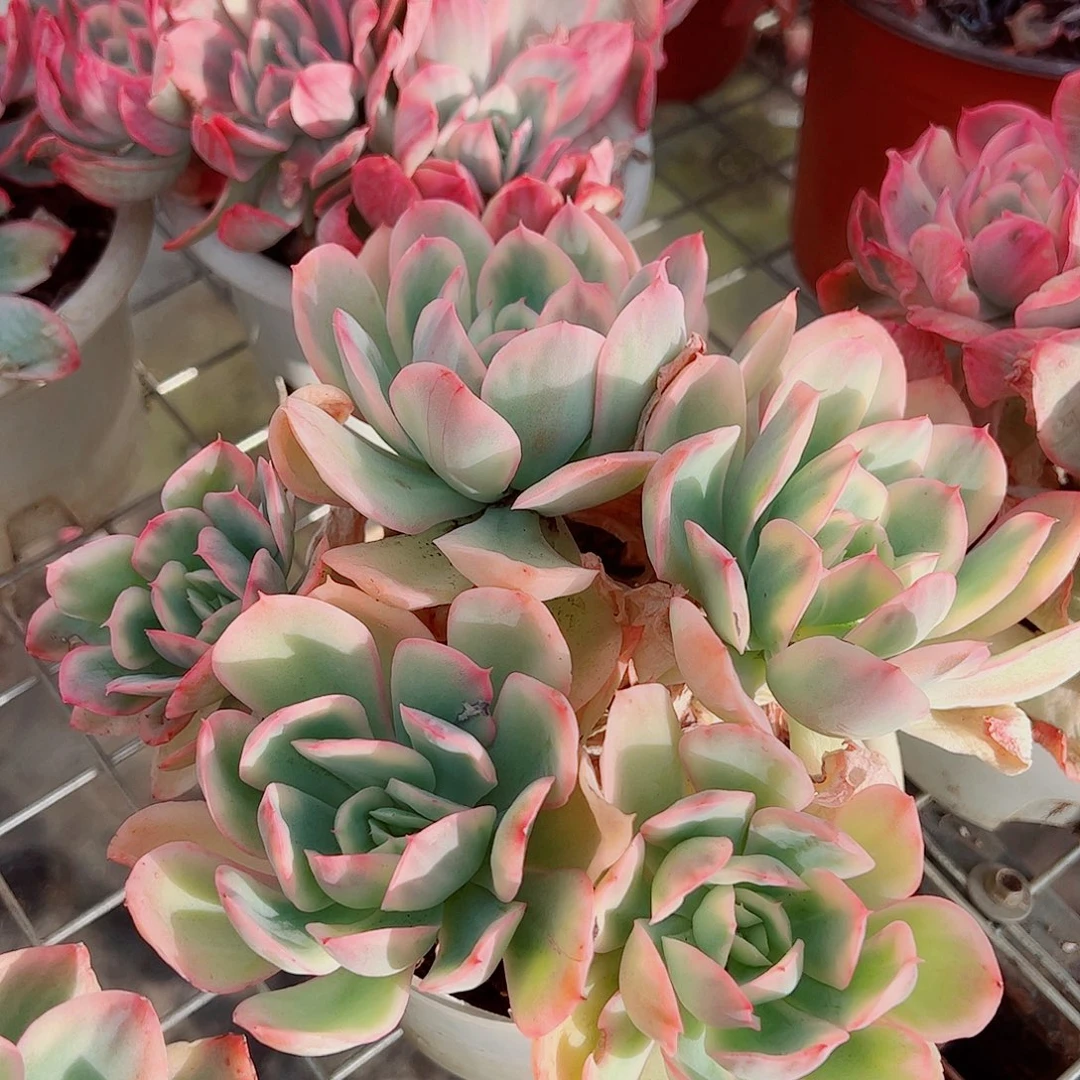 绮罗仙子锦多头造型精品