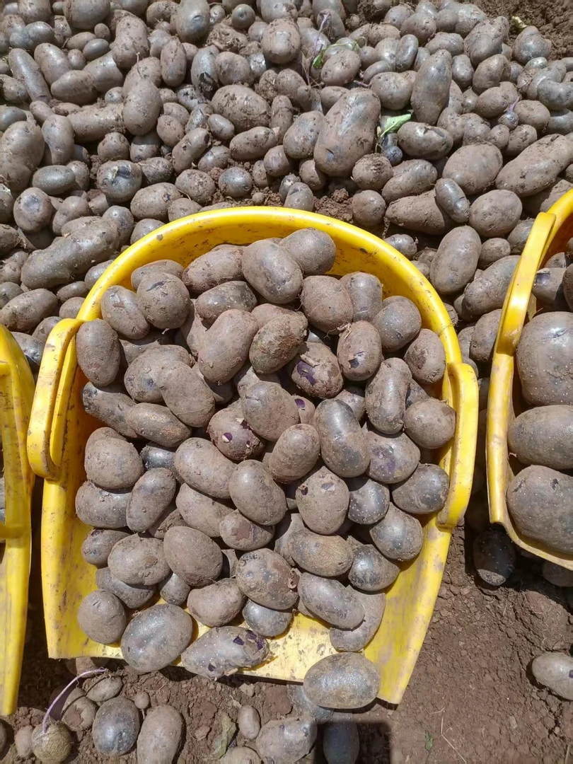 云南高山黑美人乌洋芋花青素含量高