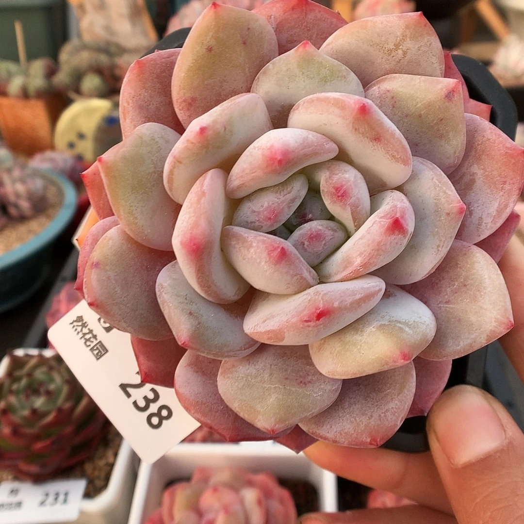 238玫瑰梦露6666666666666666666