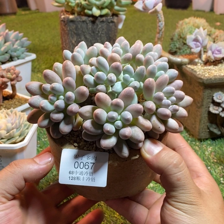 0067啊啊啊啊啊啊啊啊啊啊啊