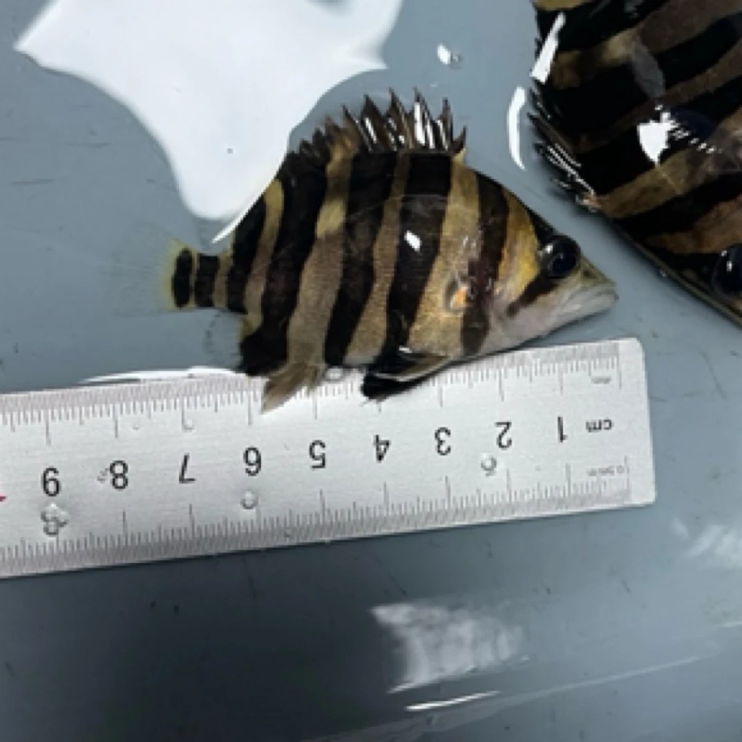 印尼苏虎8-9公分 苏门答腊虎鱼