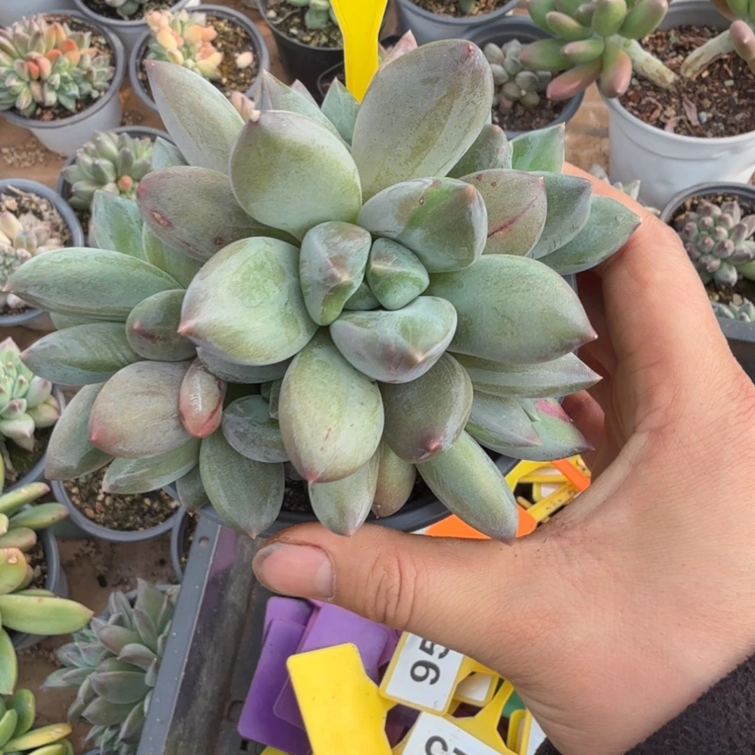 多肉植物重楼群923