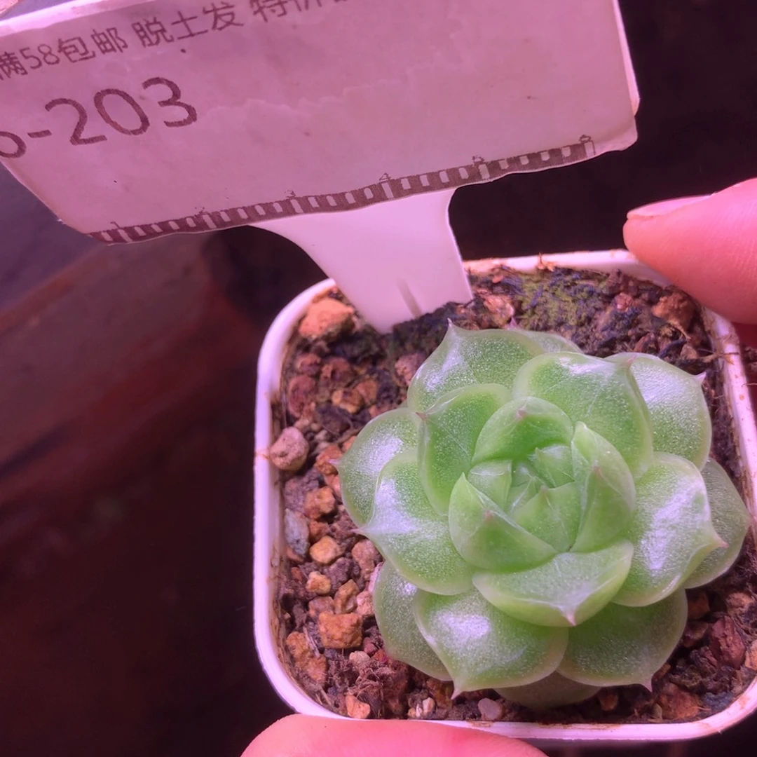翡翠珍妮麦秆精品58包邮