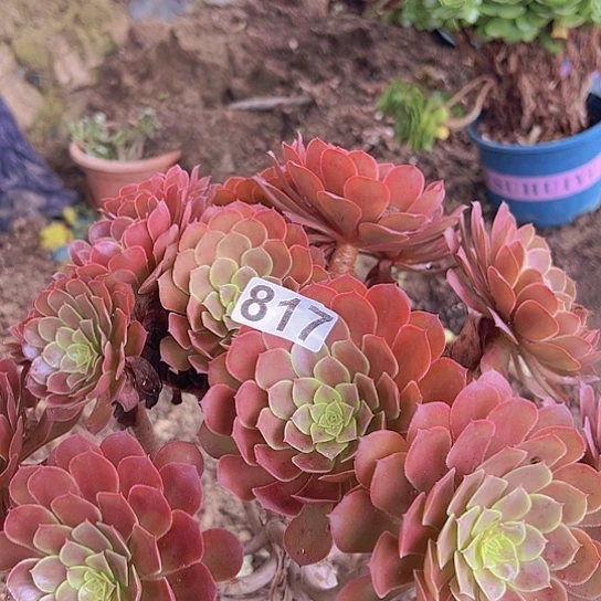 更***天多肉植物一个黑铜鼓有修过