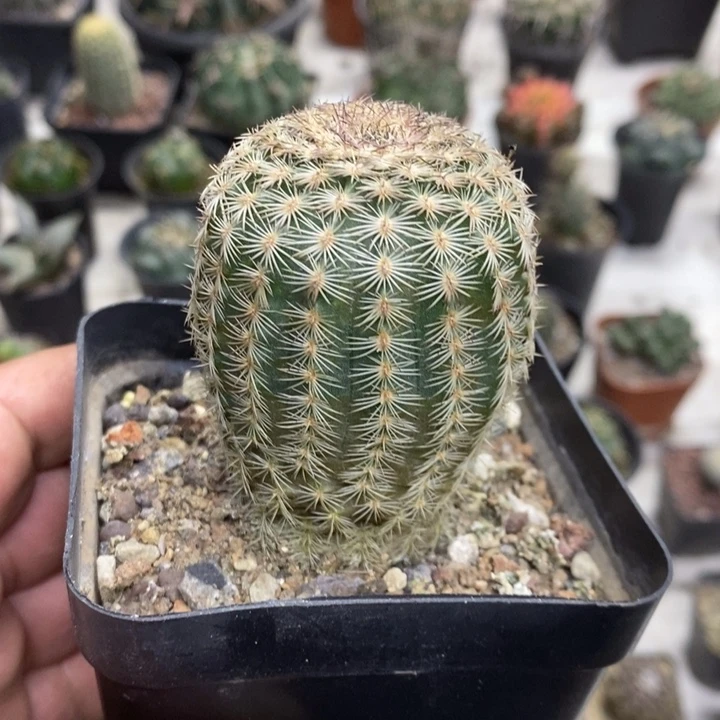 三光虾特价福利包邮