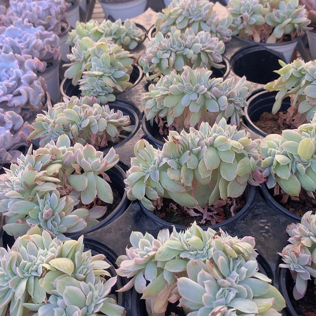 伯克利锦缀化457899900000