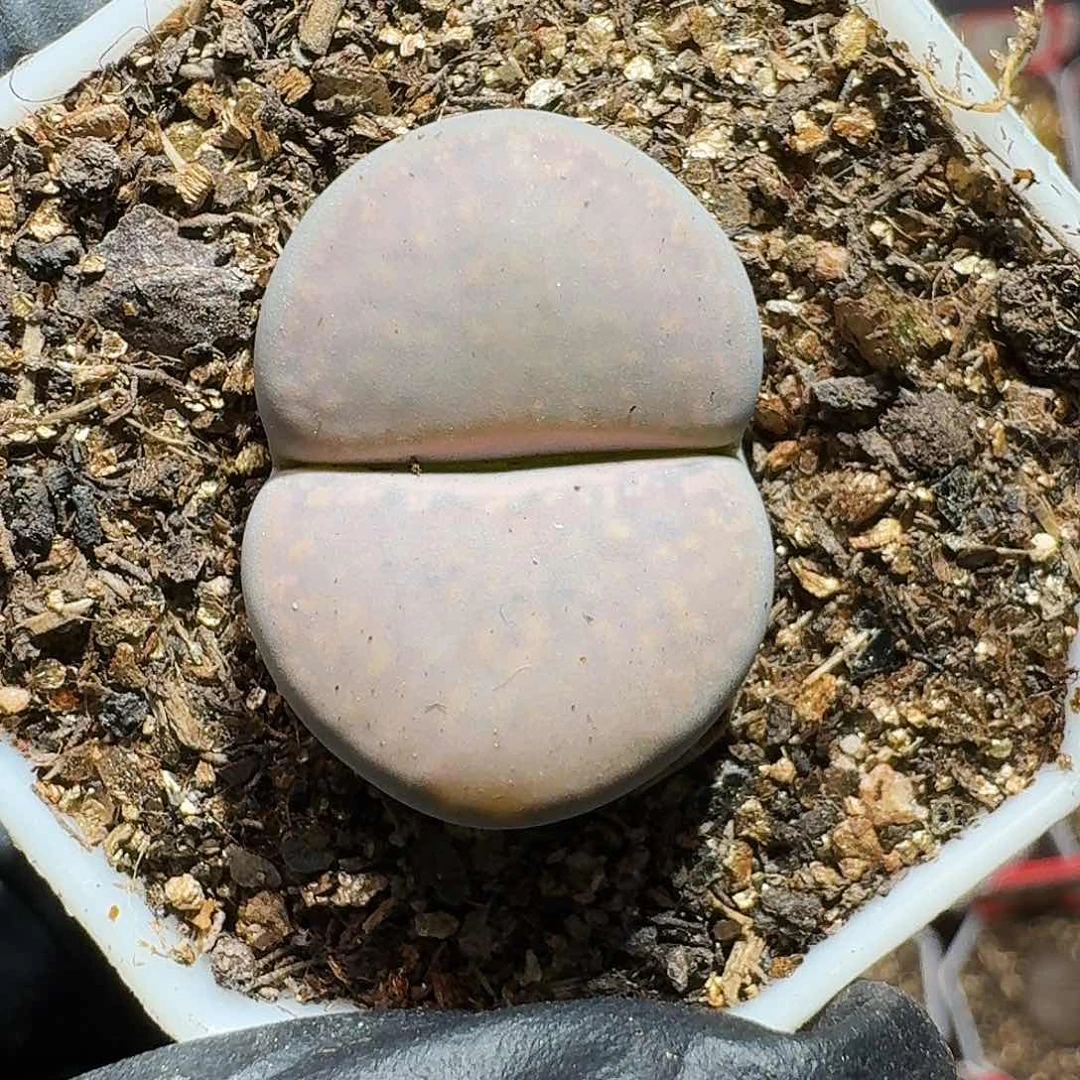 生石花等1111111。 183