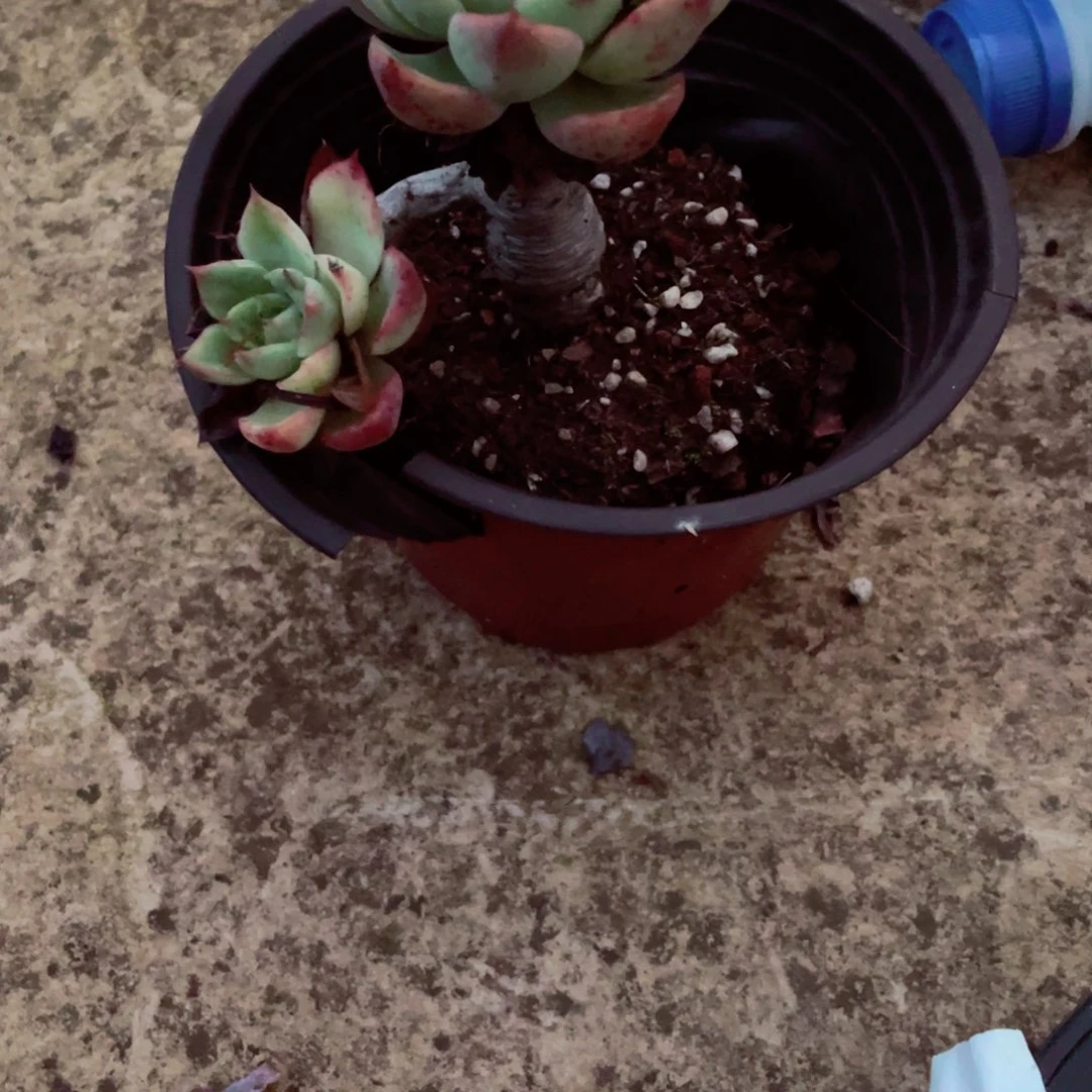 戴*2头不知明，一物一拍