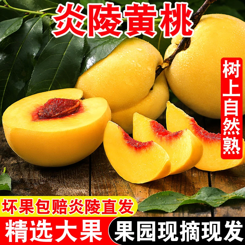 正宗炎陵黄桃水果新鲜湖南株洲特产高山桃子整箱产地果园现摘现发