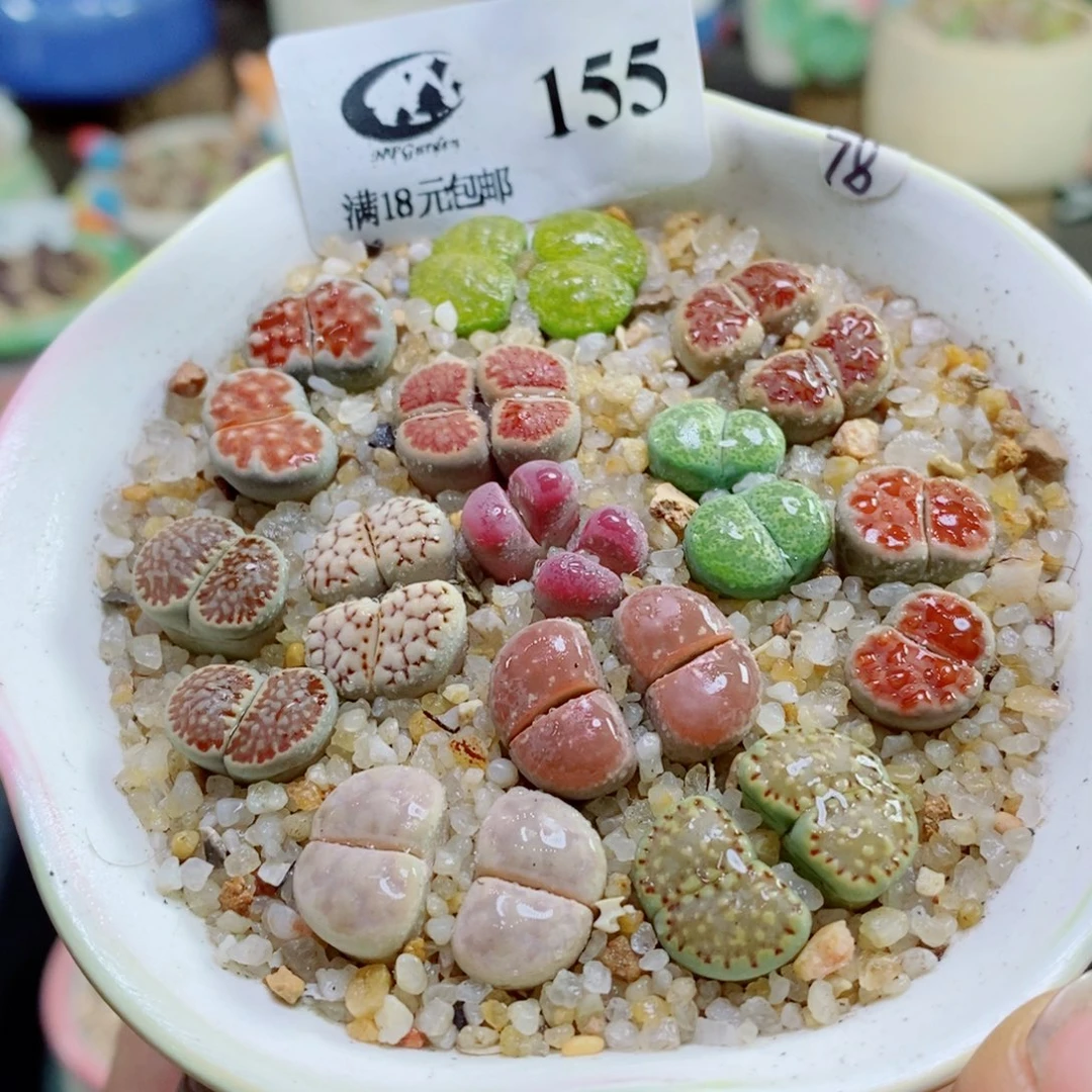 生石花花花花花花花花155