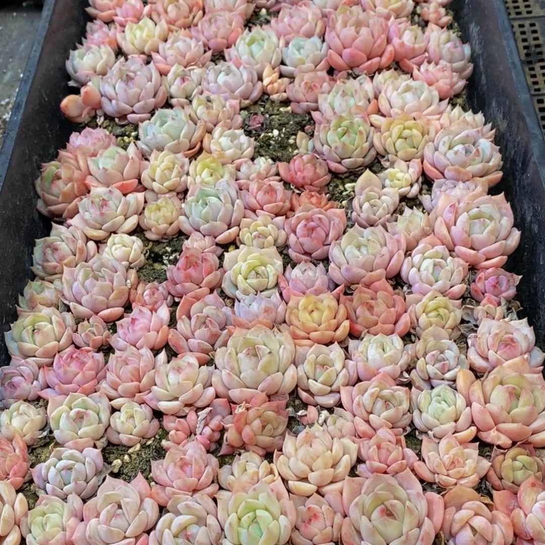 903多肉植物纤维面膜的