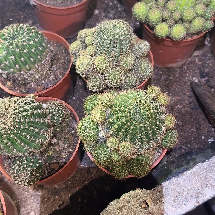 葉***梓无花朵丽花哈哈哈哈哈哈