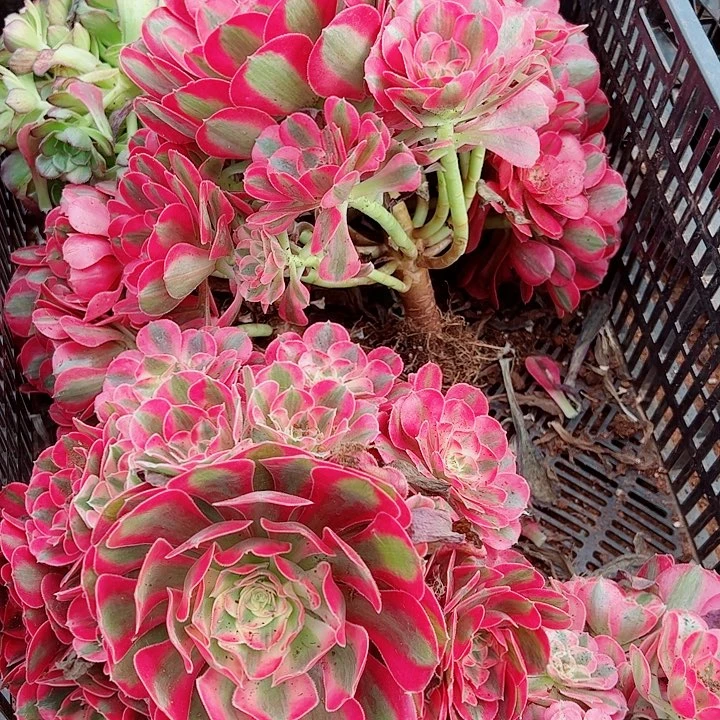 粉女巫多肉植物大战僵尸