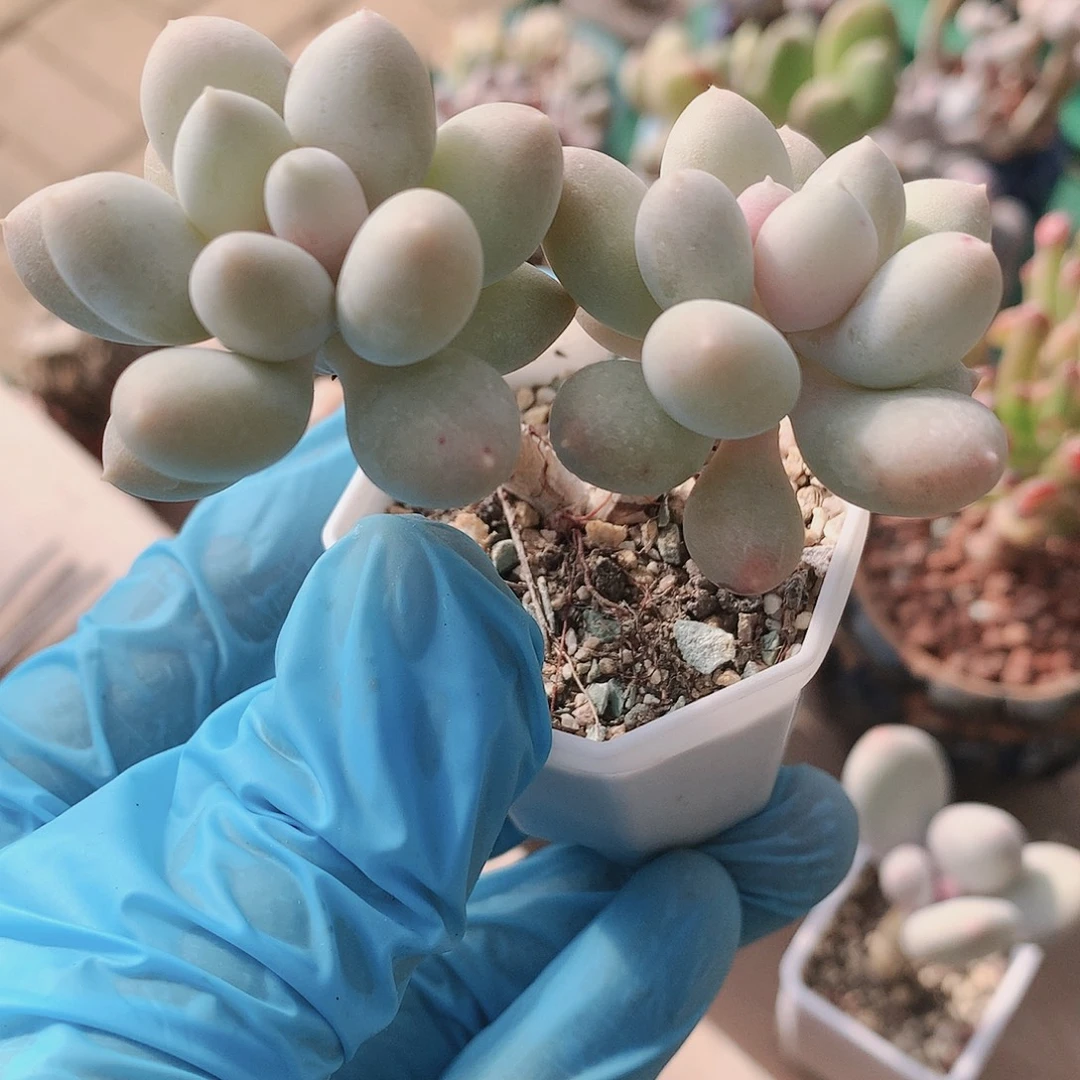 奶杂多肉一物一拍