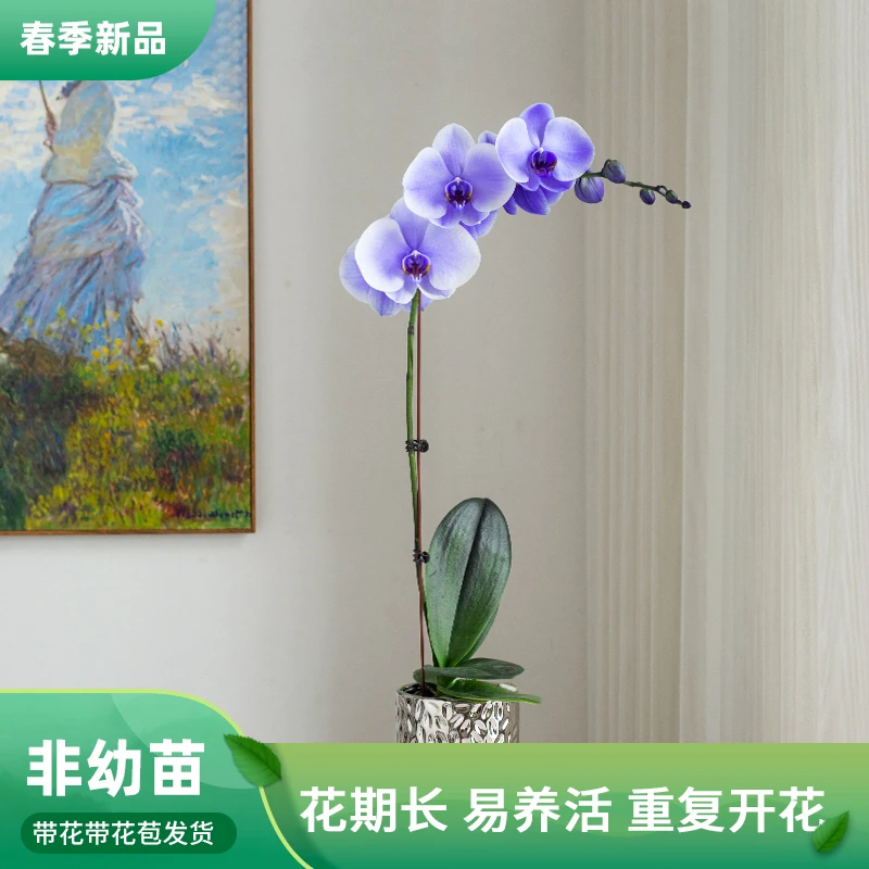 精品鲜花蝴蝶兰【马卡龙AETY】开业乔迁室内花 S级蝴蝶兰 稀有花卉