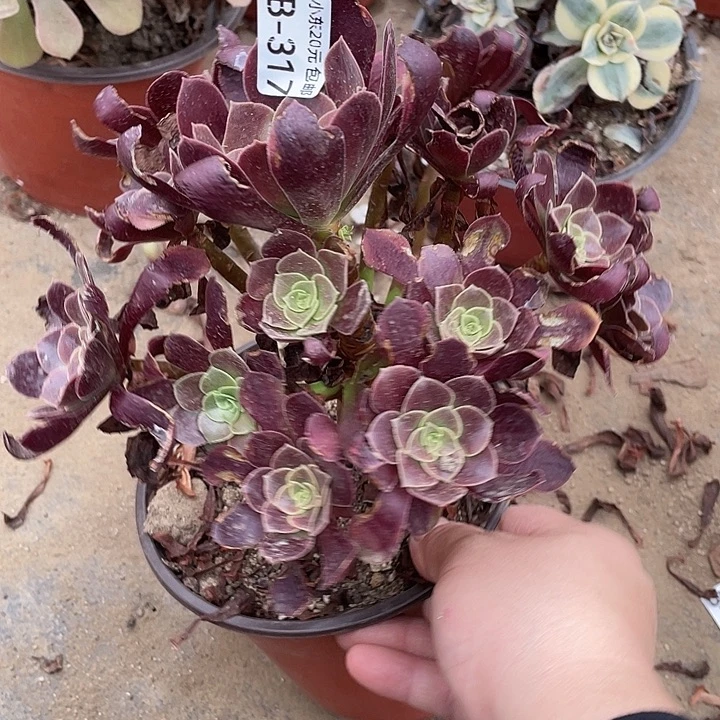 317欧嘉莉多肉植物法师