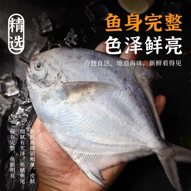 【宝妈专属】舟山新鲜野生银鲳鱼白鲳 原产地直发