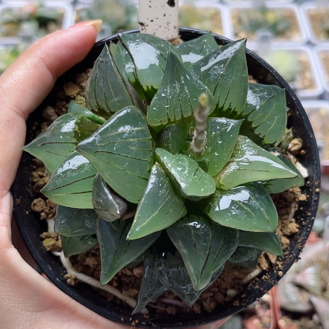 658红纹寿哈哈哈哈哈哈