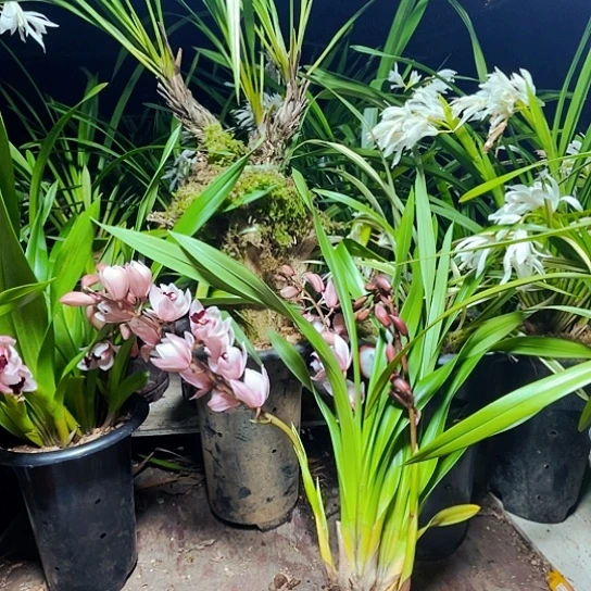 无花朵虎头兰虎头兰