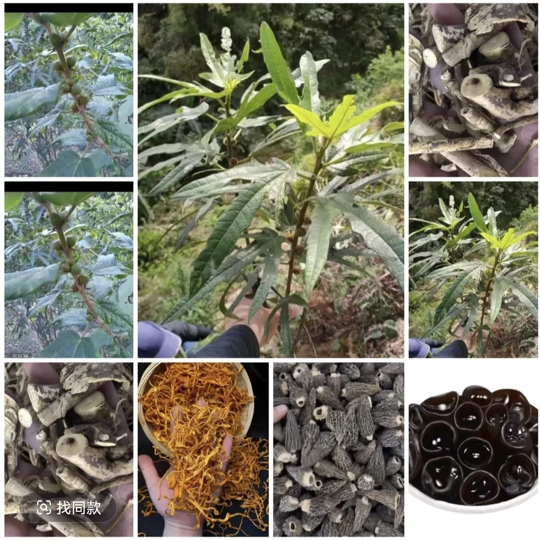 农家精选山货专用链接鸡血藤桑椹土茯苓