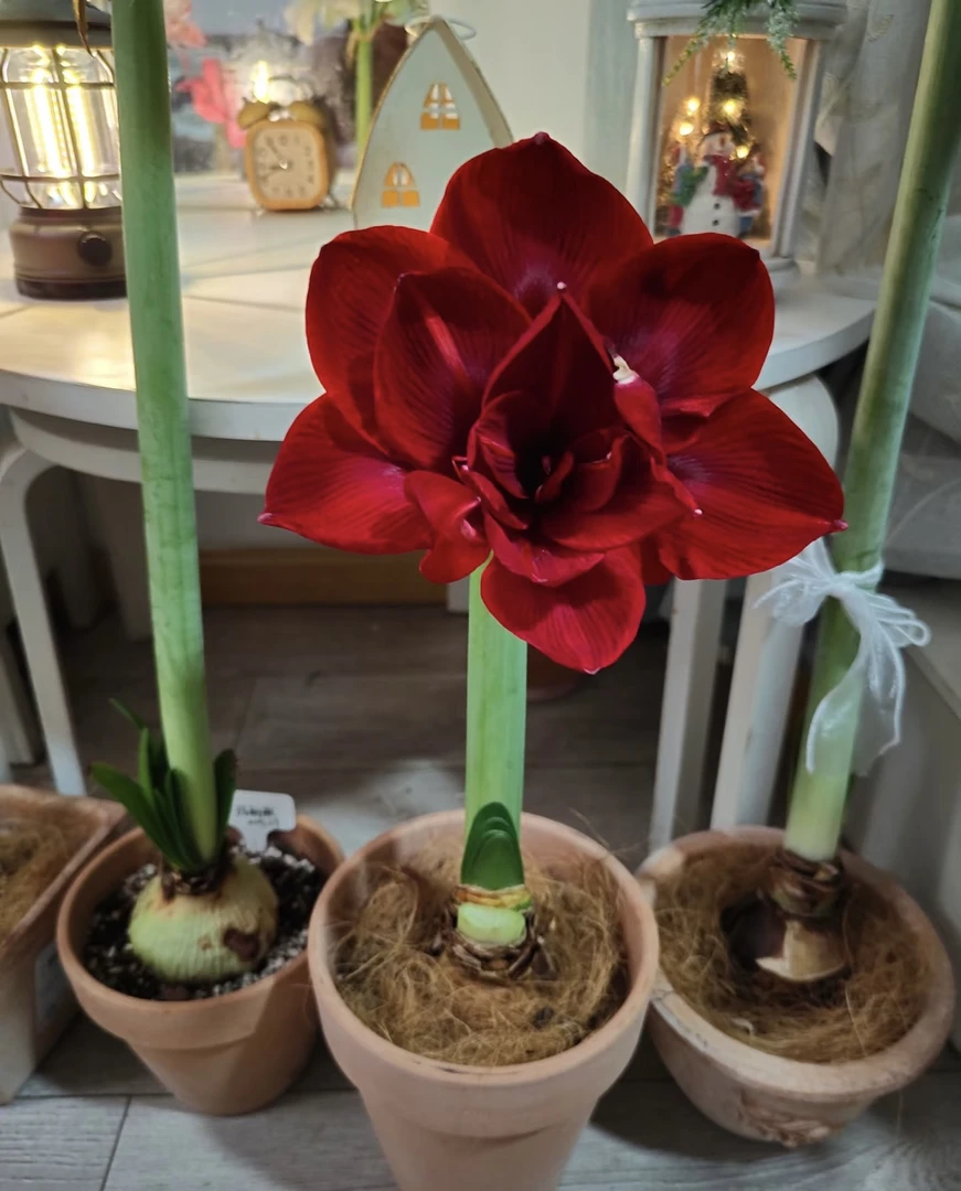 栖野绿境 现货新球荷兰进口重瓣朱顶红【重瓣黑天鹅】1颗包邮