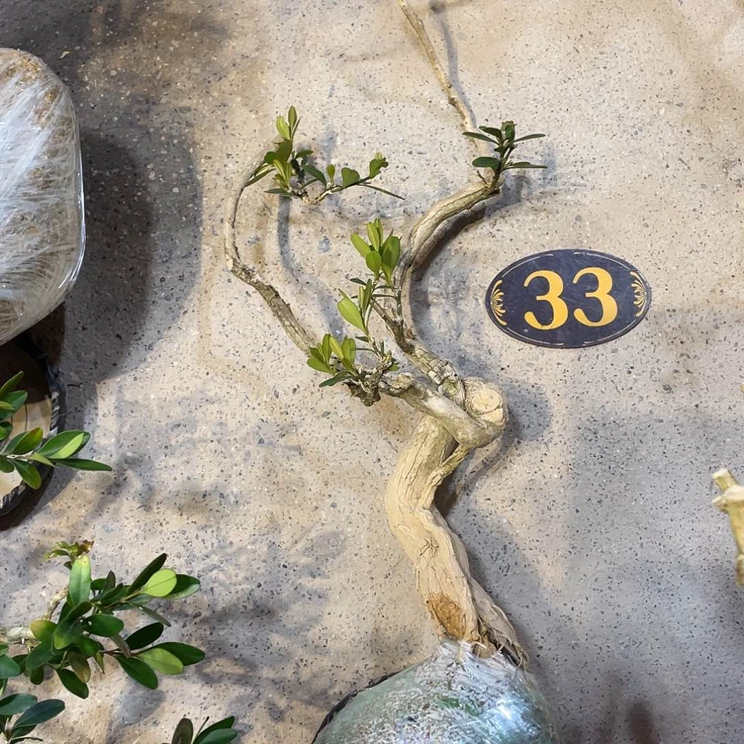 谦***取无花朵一起为梦想而加油