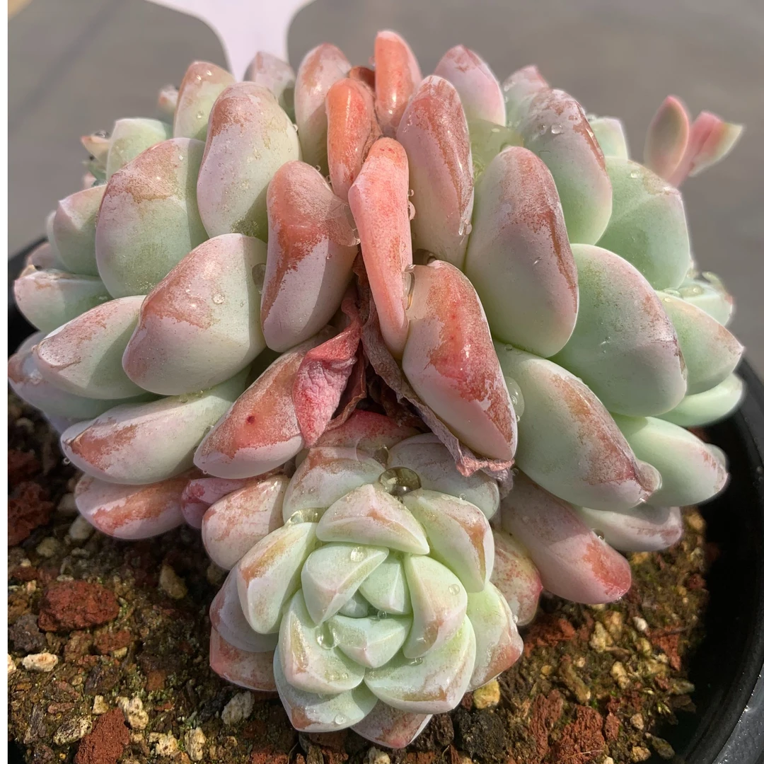 淘气星球精品多肉-冰玉