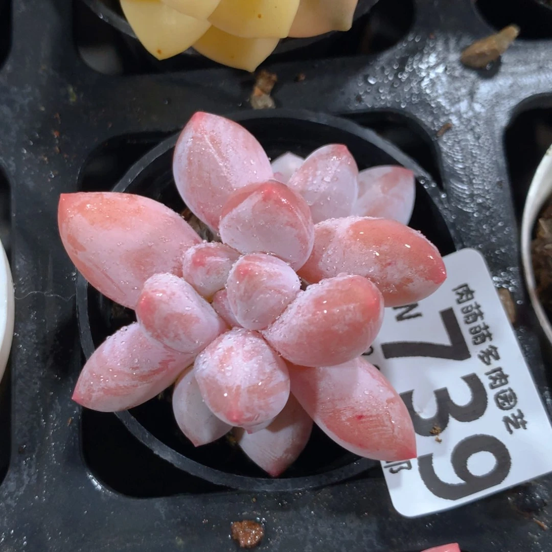 5CM拇指盆精控多肉YW739