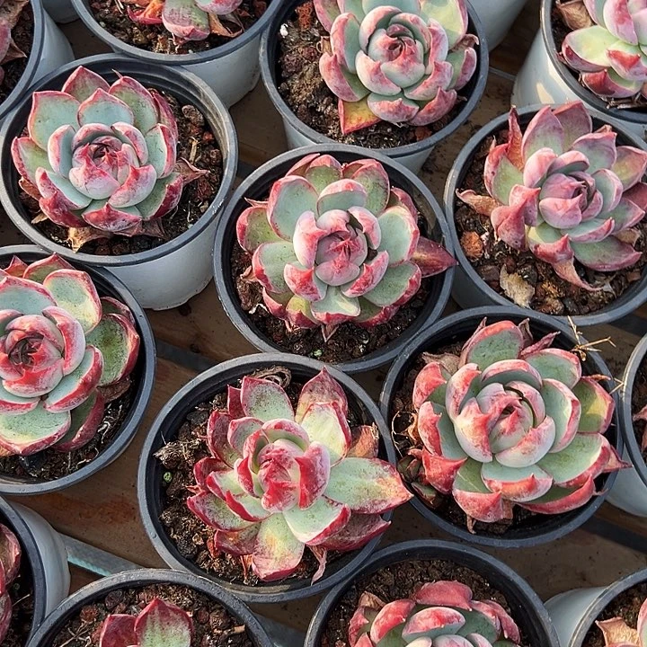 两盆惊鸿  (原价9米)