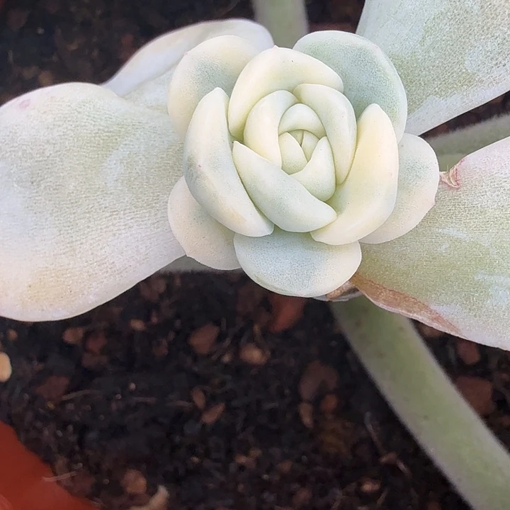 冰玉锦多肉锦植物