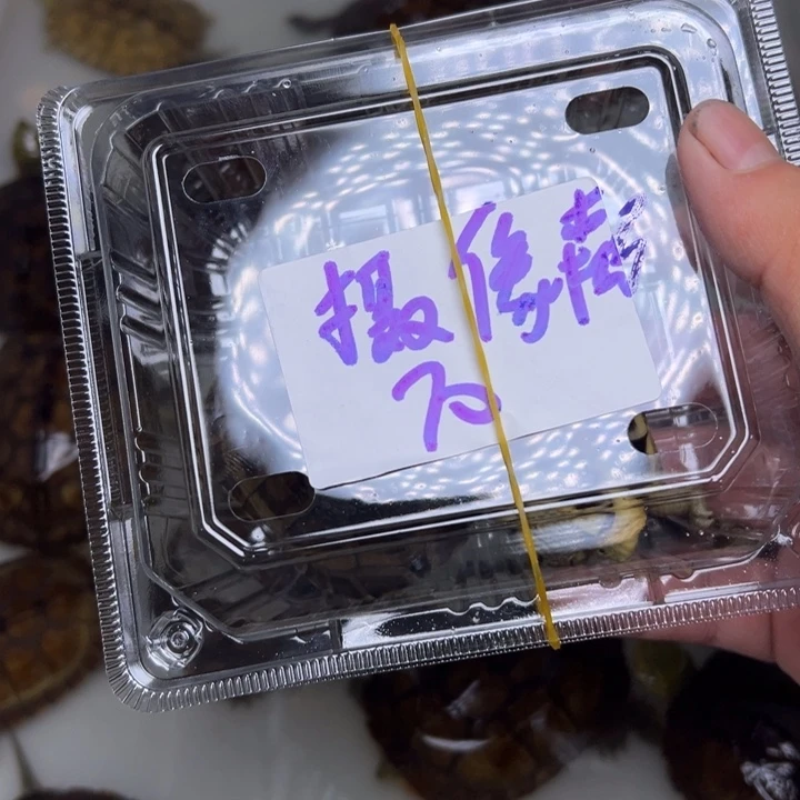 摄***哥母绿毛龟小青龟龟