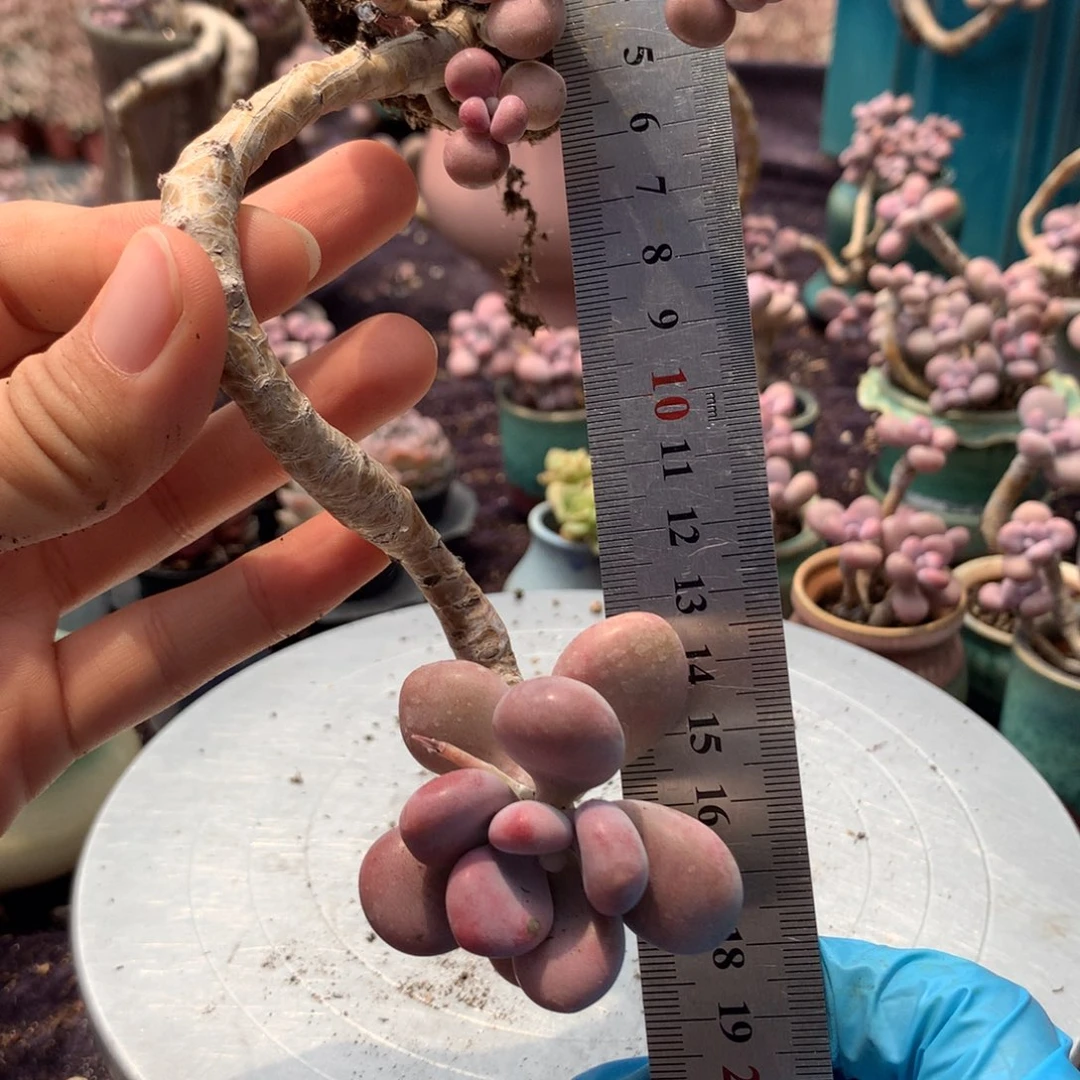 30号不带盆偏远的不包邮的