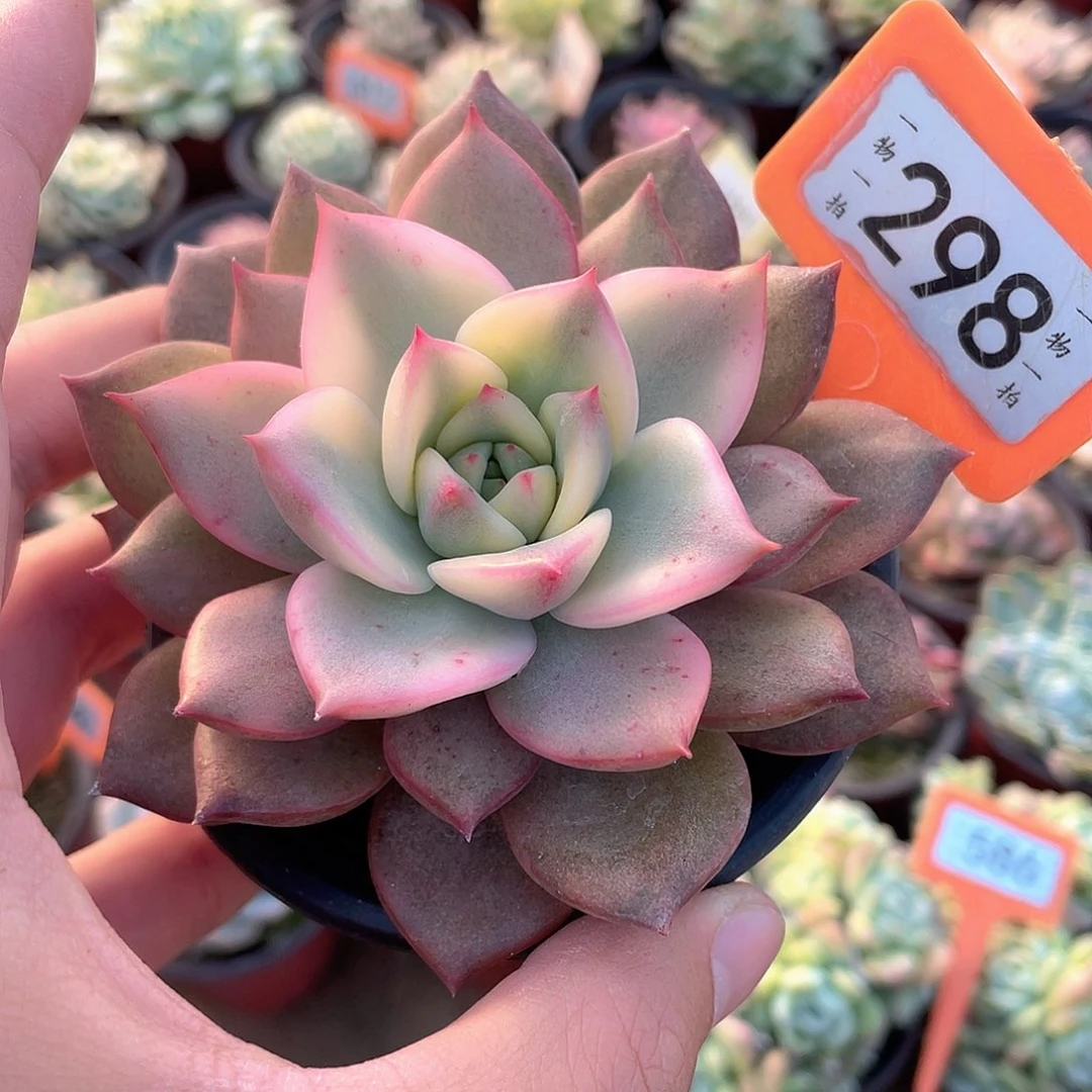 卡梅拉锦298号多肉