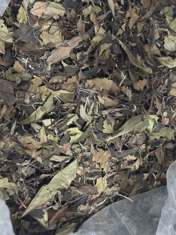 21奶香足高山寿眉