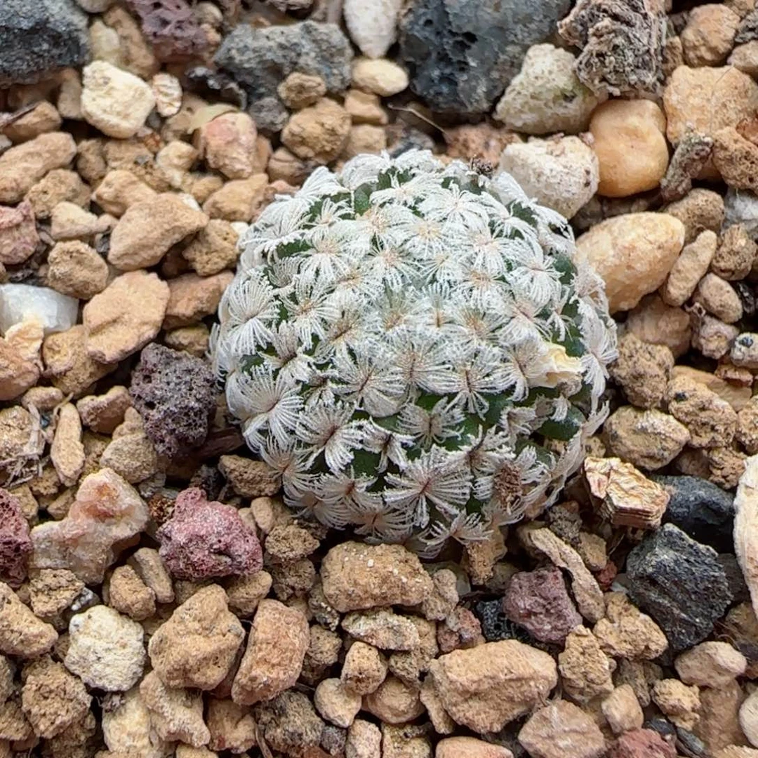 实生羽毛丸多肉000