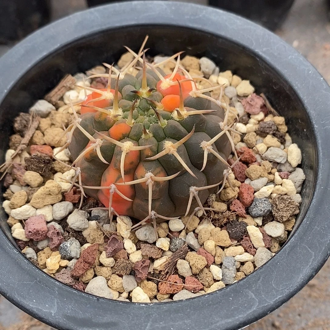 澈***实生  武勋锦5公分左右一物一拍