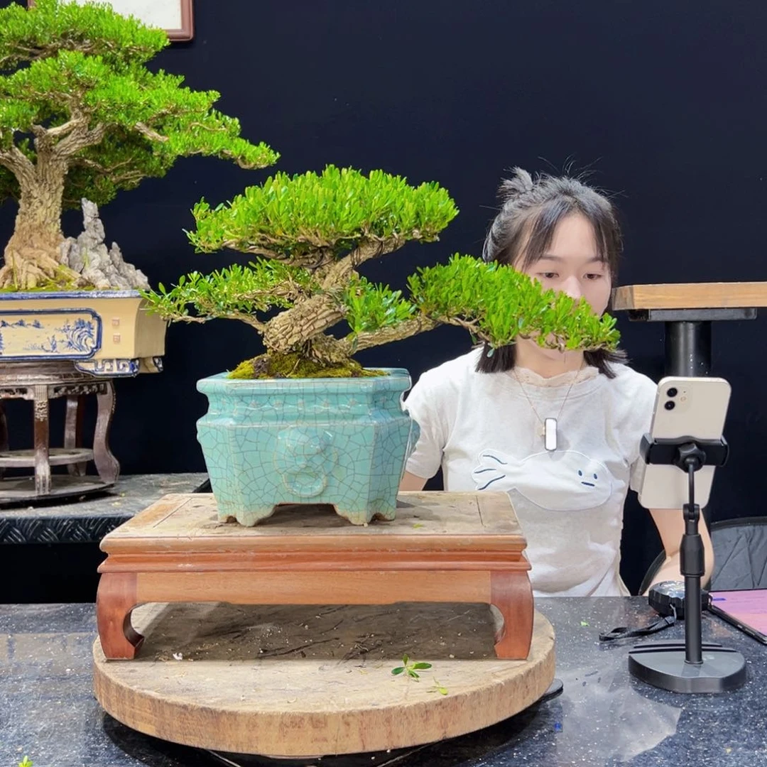 无花朵黄杨盆景老桩四季常青