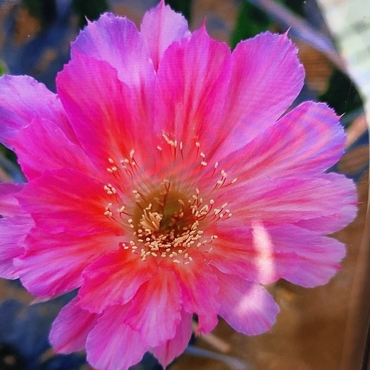 丽 绯云落/侧芽歪20包邮/