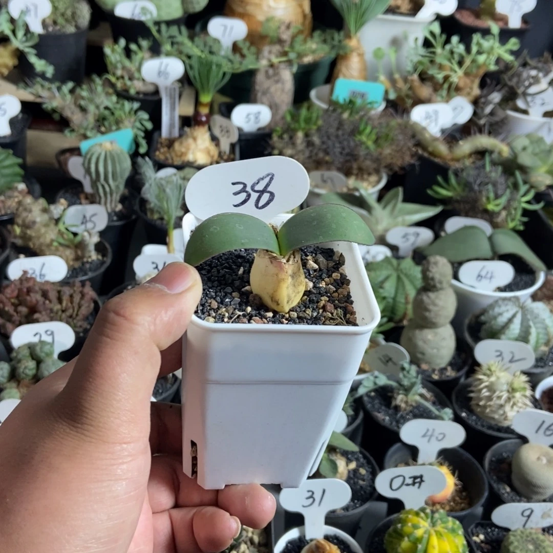 阔叶血莲一物一拍