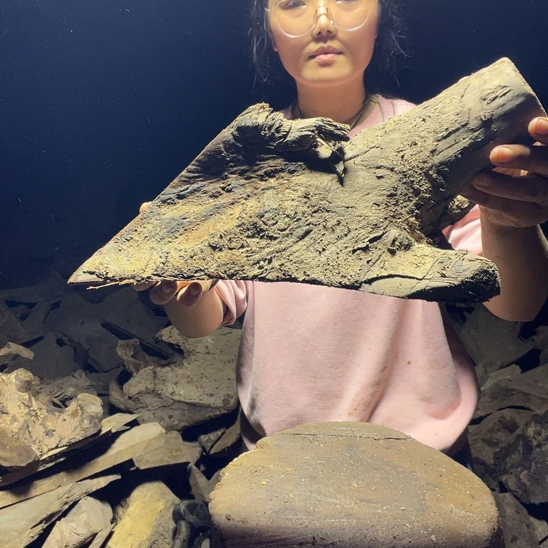 禾***号楠木11111111111111