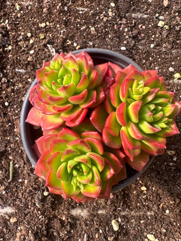 多肉帝亚  满12.9包邮